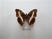 藏品(紫俳蛺蝶)的圖片